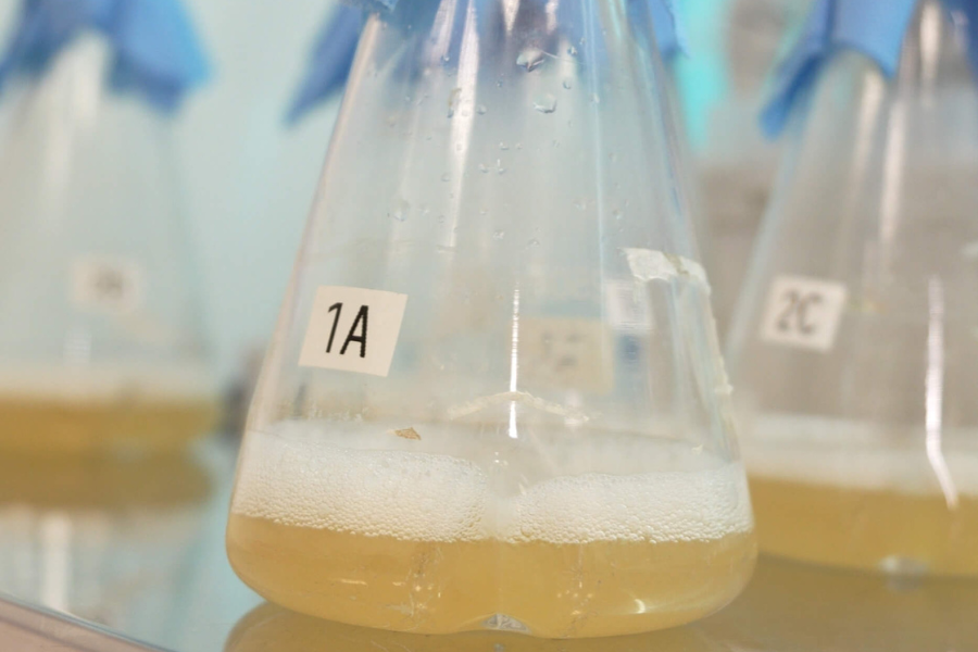 Enzimas em Farmácias de Manipulação: Inovação, Personalização e a Catalase da Béri Biotech